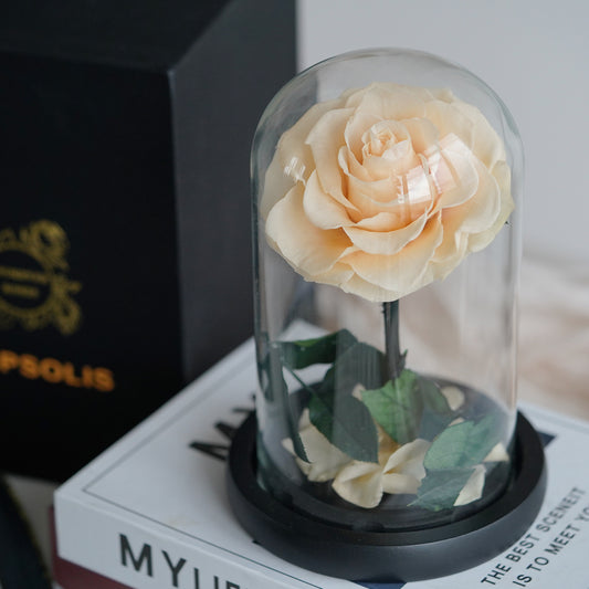 Elegant Champagne Rose – A Pure and Gentle Eternal Symbol