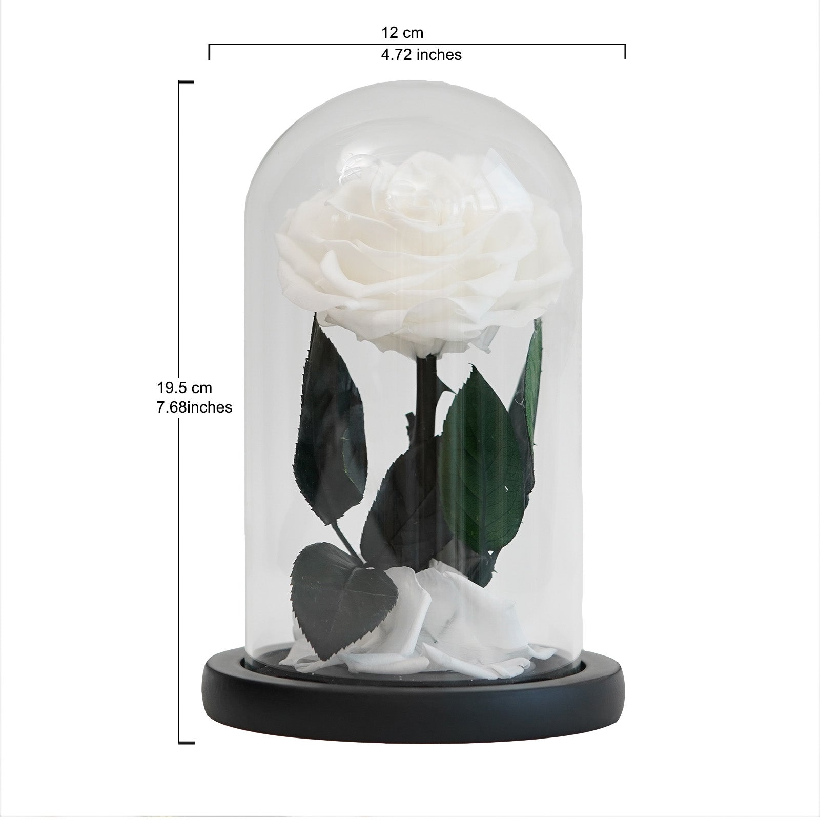 Pure White Preserved Rose – A Symbol of Purity and Eternity