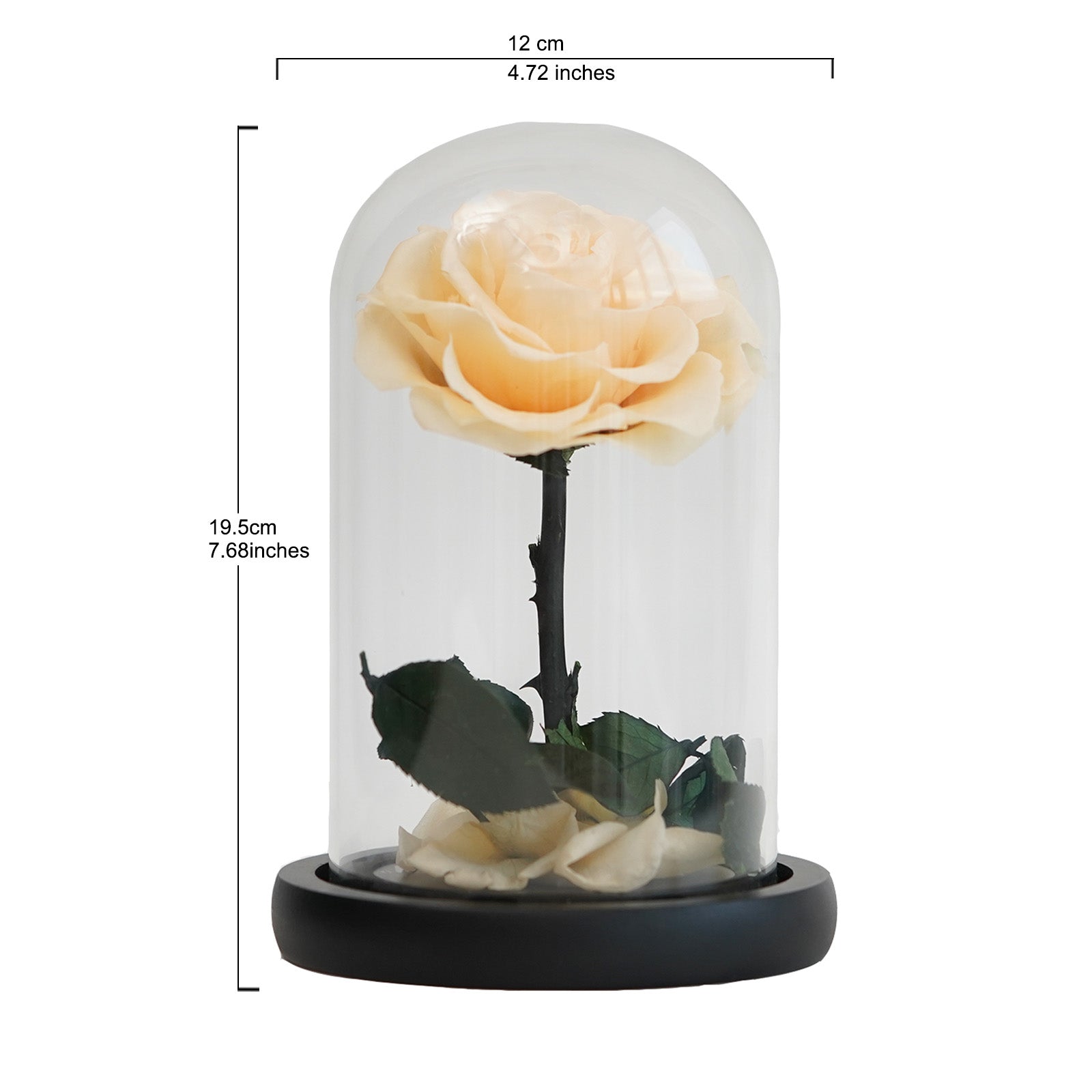 Elegant Champagne Rose – A Pure and Gentle Eternal Symbol